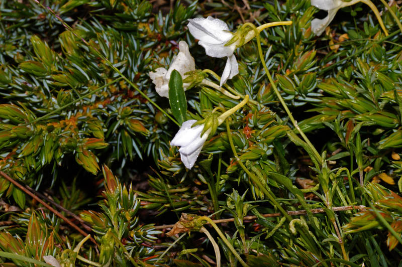 Viola corsica subsp. limbarae / Viola del Limbara